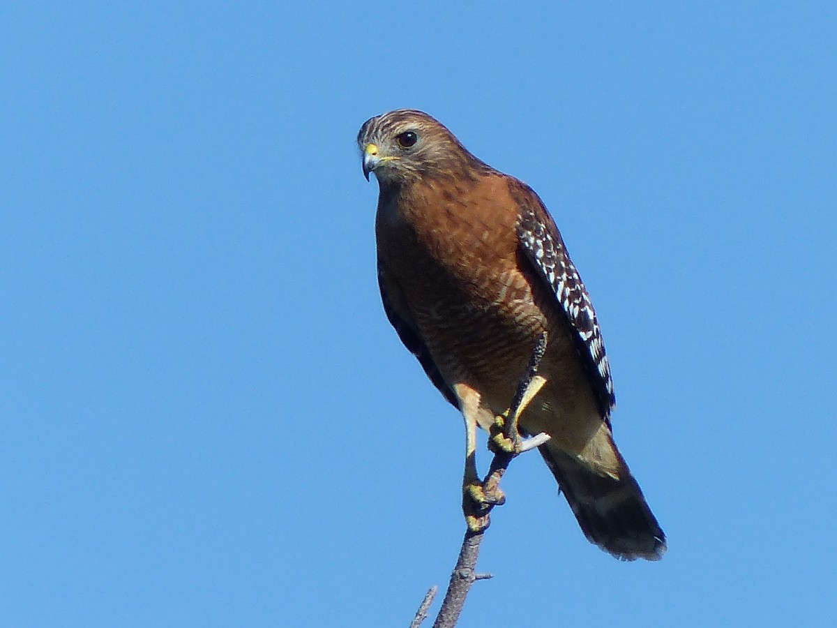 Red-shouldered Hawk - Ron Smith