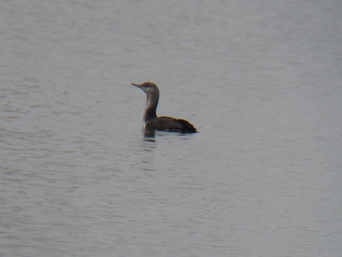Red-throated Loon - ML76891031