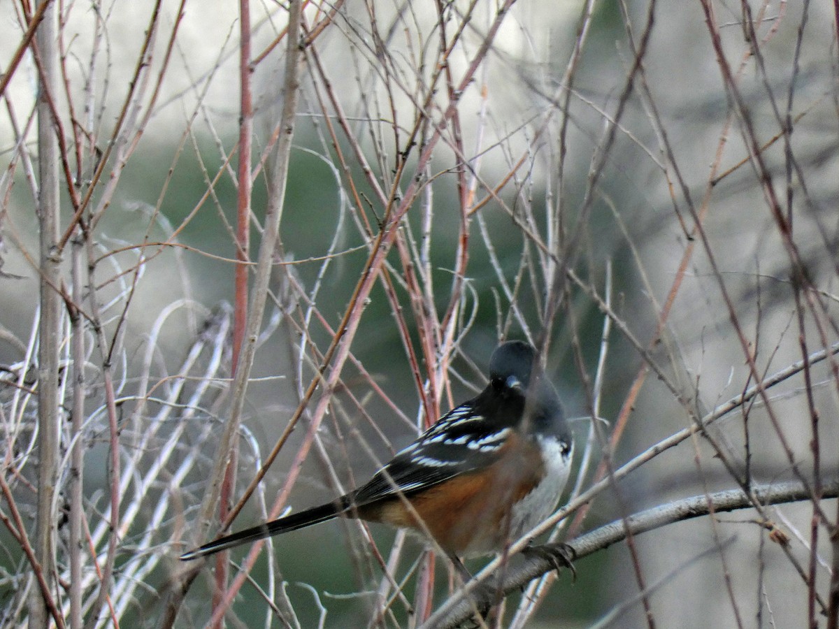 Spotted Towhee - ML76891541