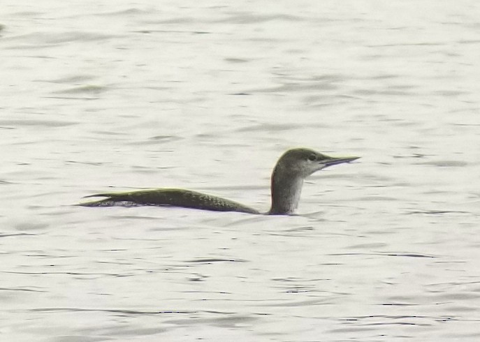 Red-throated Loon - ML76895151