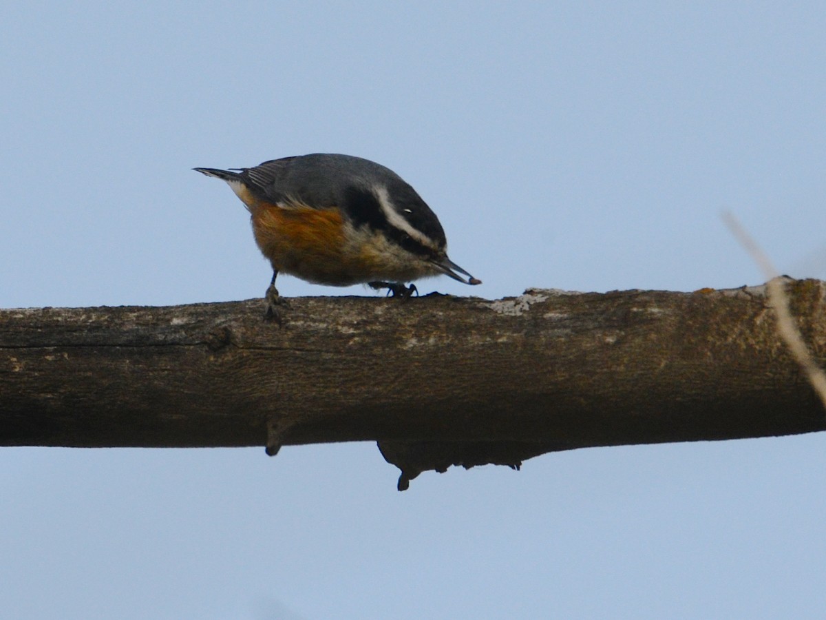 Red-breasted Nuthatch - ML76895891