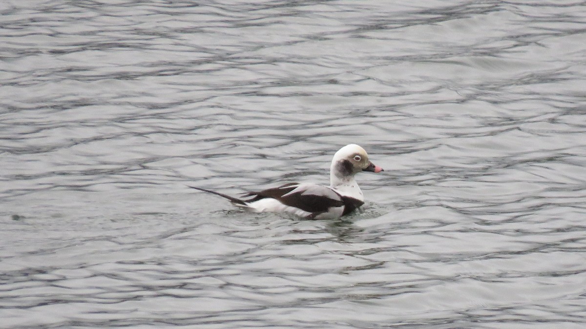 Long-tailed Duck - Darlene Cancelliere