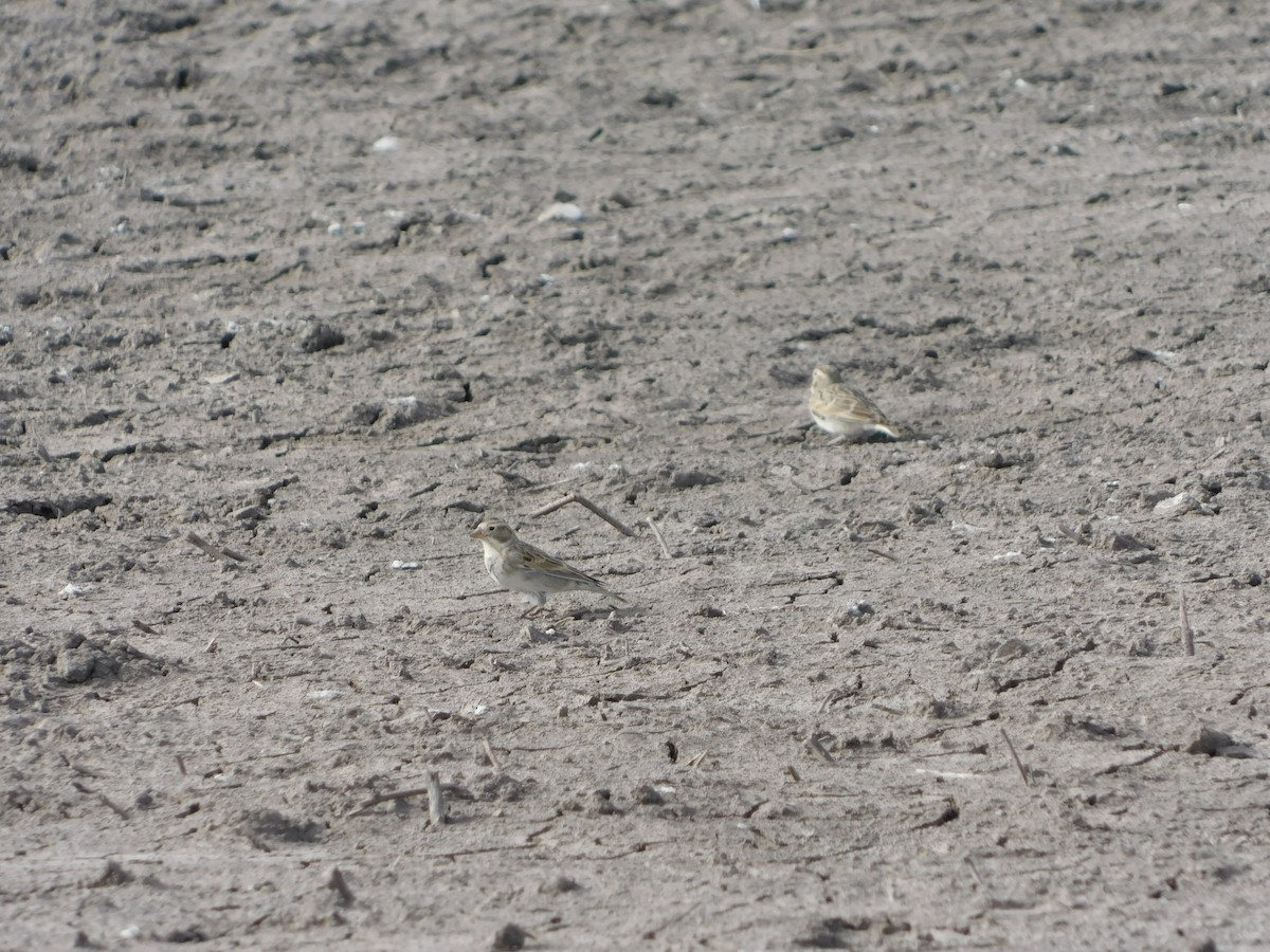 Thick-billed Longspur - ML76899271