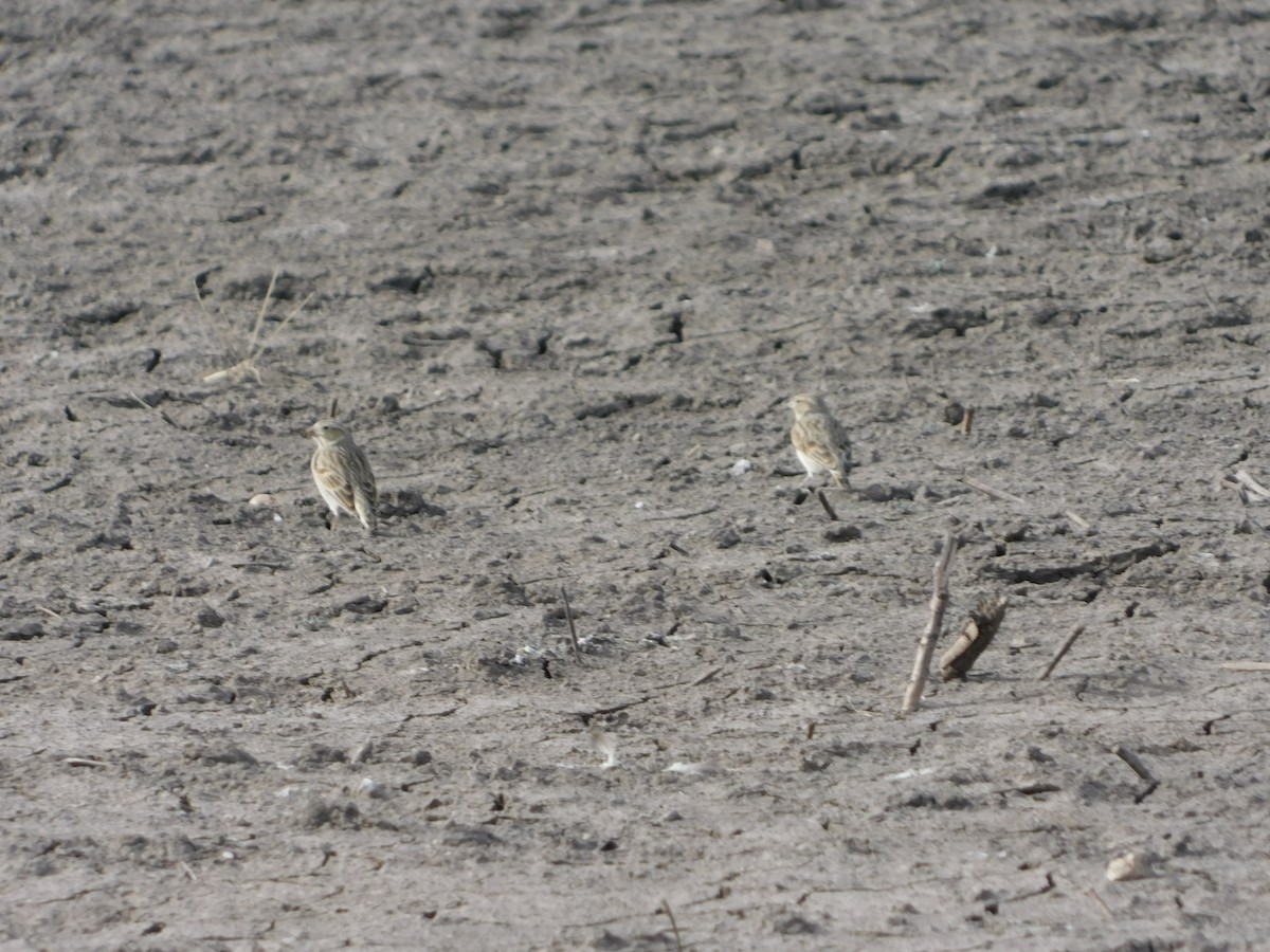 Thick-billed Longspur - ML76899281