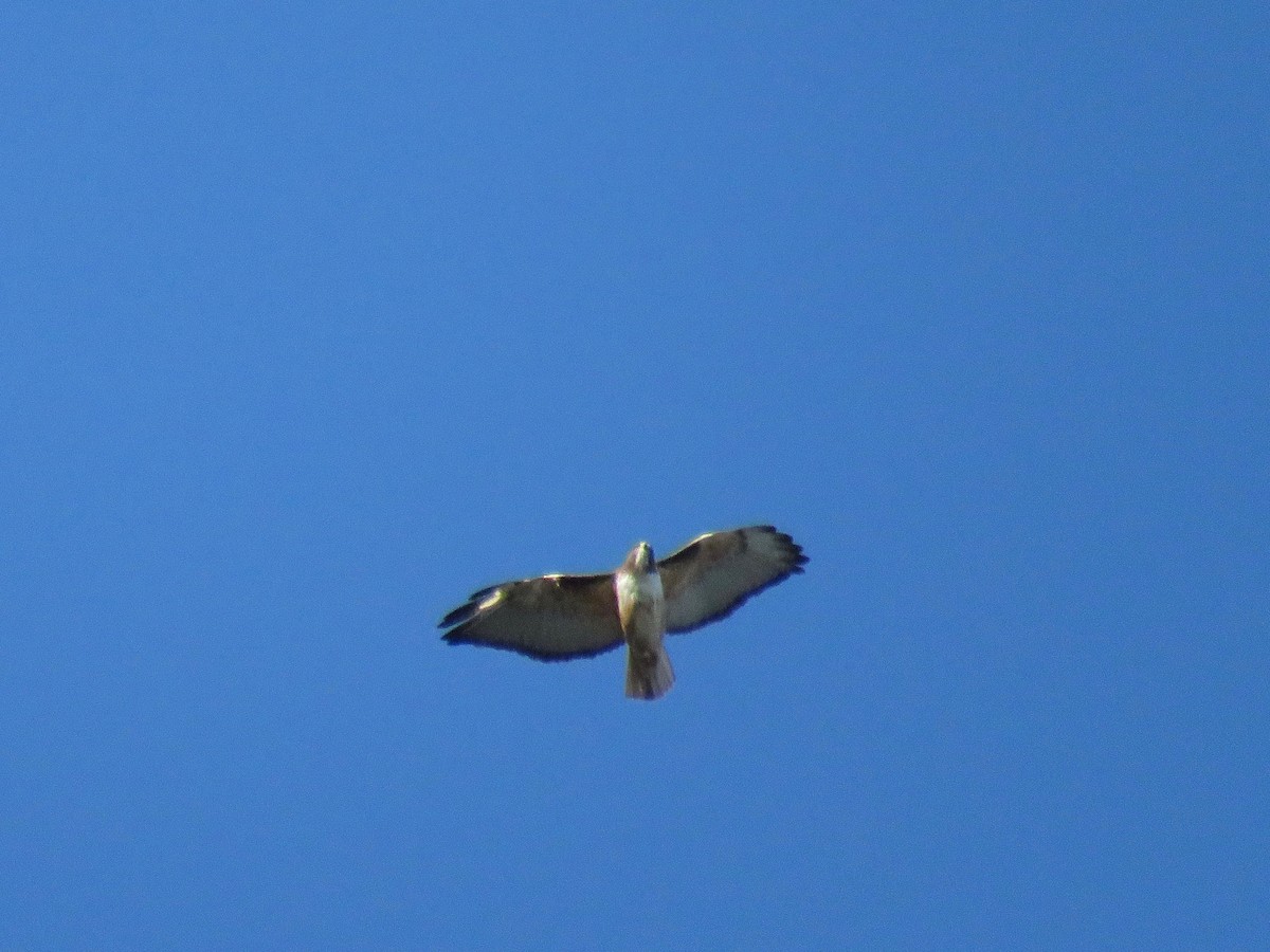 Red-tailed Hawk - ML76900751