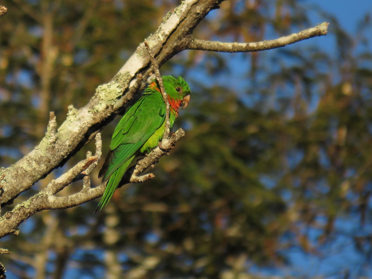 Green Parakeet (Red-throated) - ML76901351