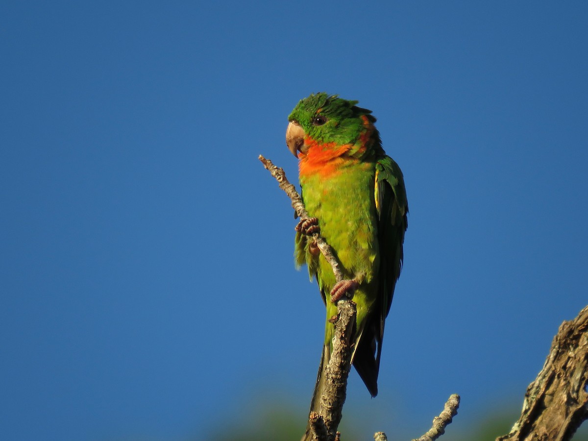 Green Parakeet (Red-throated) - ML76901411