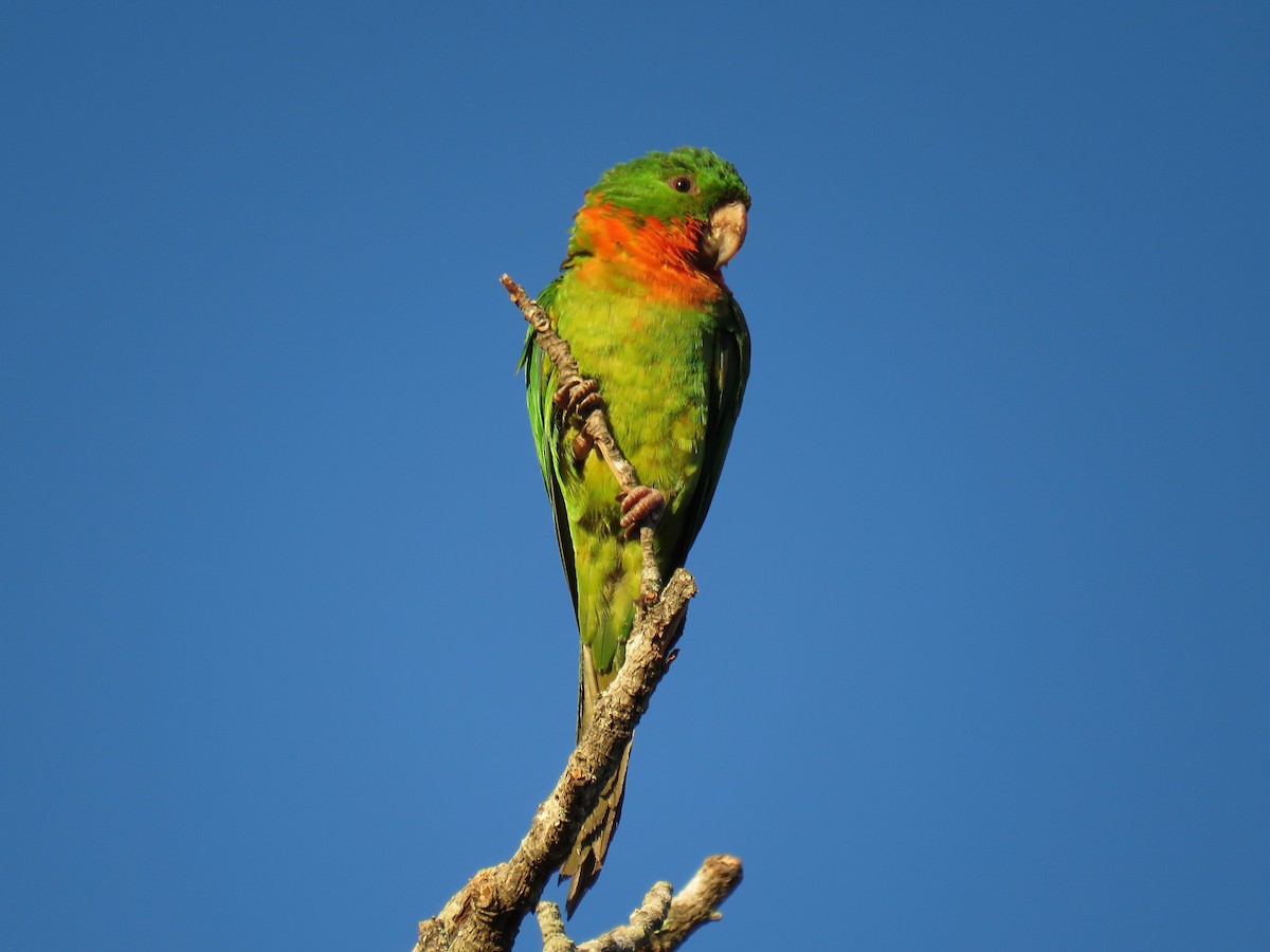 Green Parakeet (Red-throated) - ML76901671