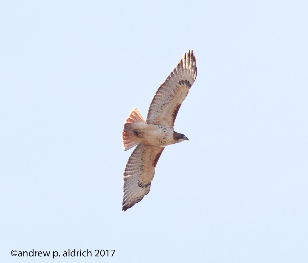 Red-tailed Hawk - ML76902231