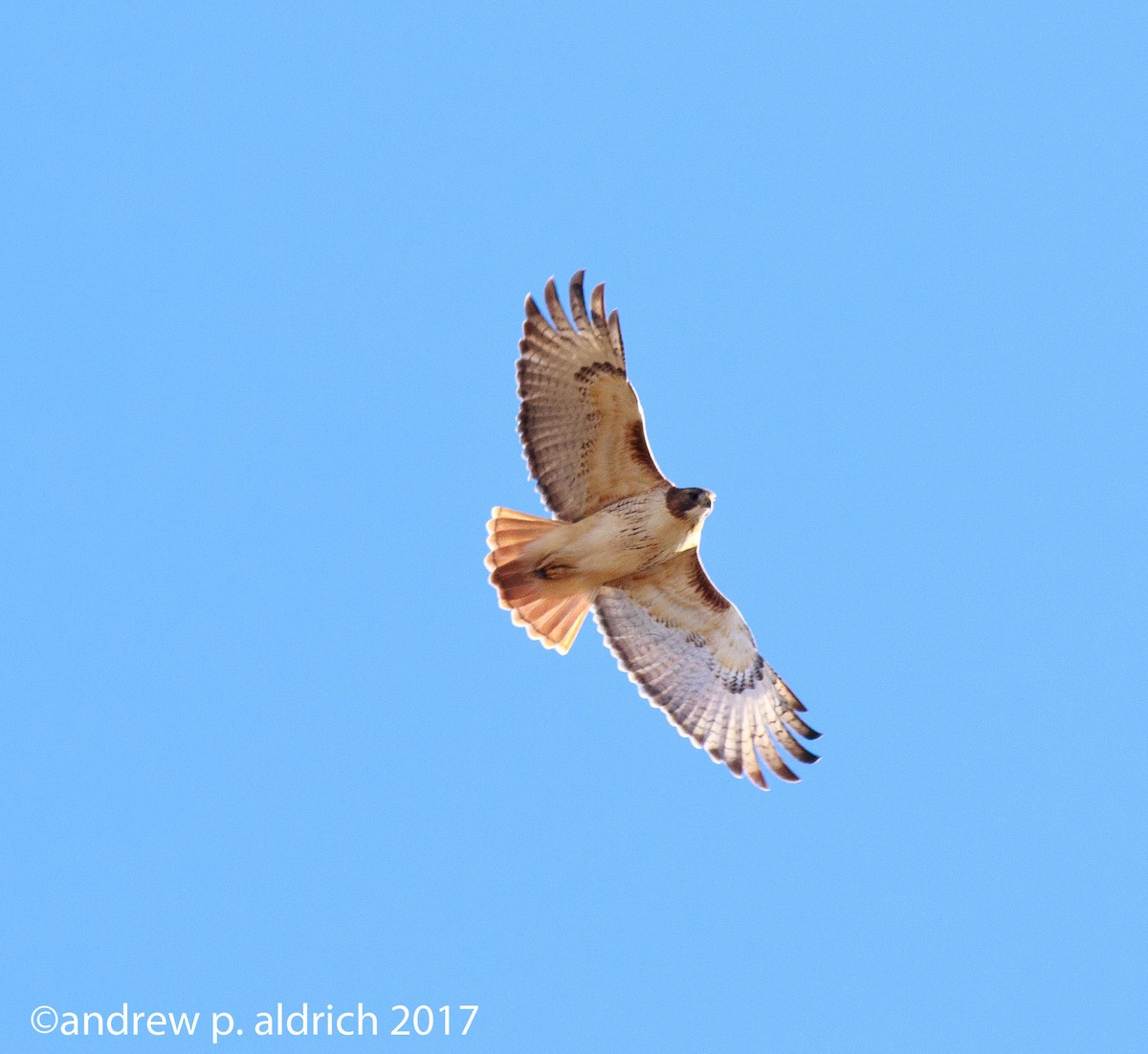 Red-tailed Hawk - ML76902241