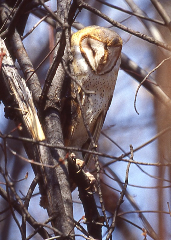 Barn Owl - Regis Fortin