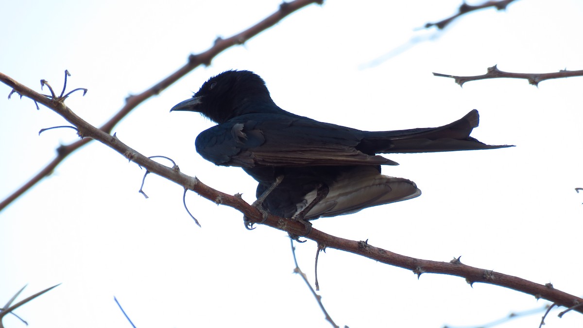 Fork-tailed Drongo - ML76903041