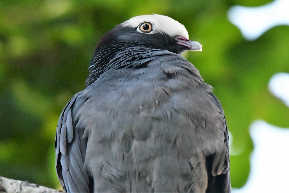 White-crowned Pigeon - ML76903701