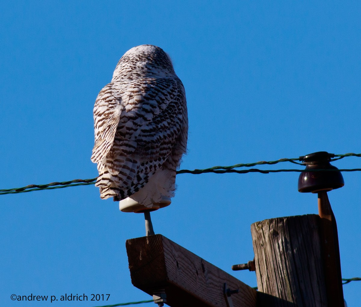 Snowy Owl - andrew aldrich