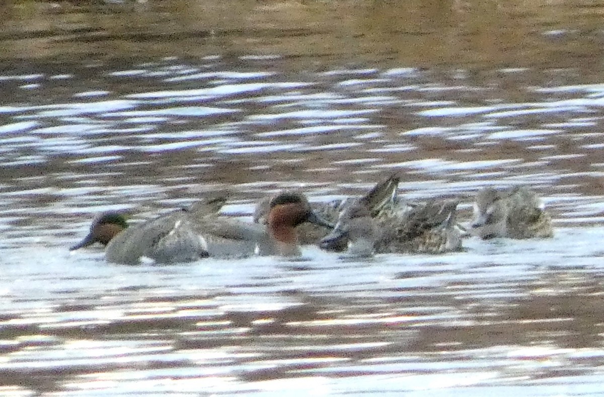 Green-winged Teal - ML76903881