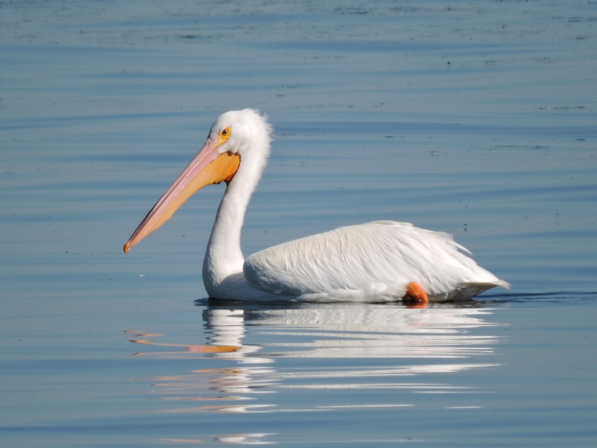 American White Pelican - Bob Lane