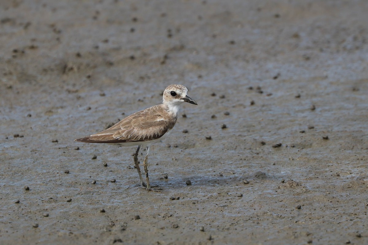 Greater Sand-Plover - Ged Tranter