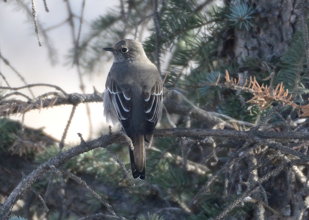 Townsend's Solitaire - ML76917241