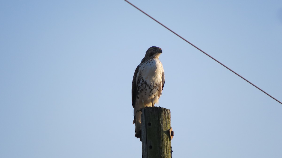 Red-tailed Hawk - Brian Johnston
