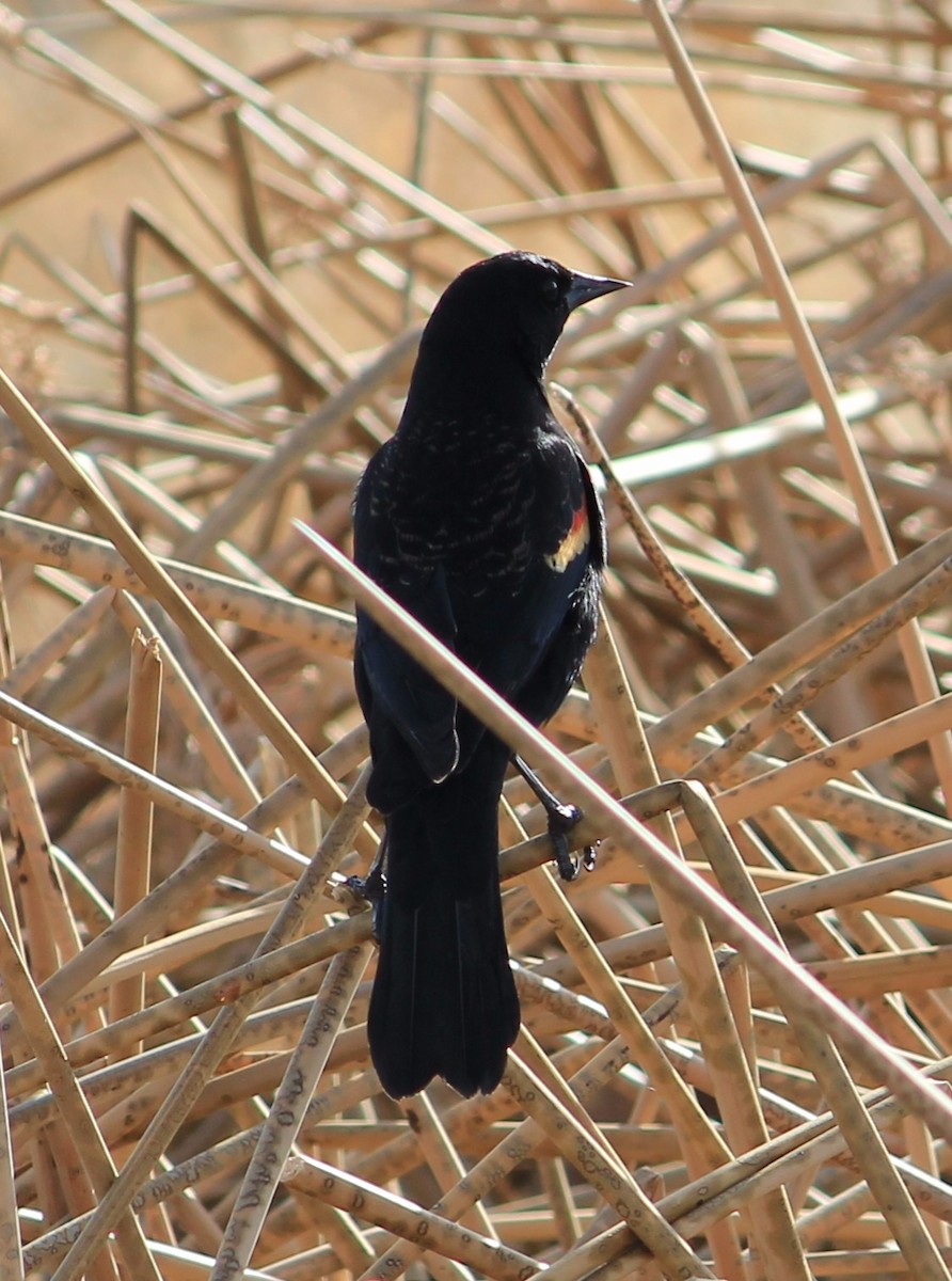Red-winged Blackbird - ML76918101