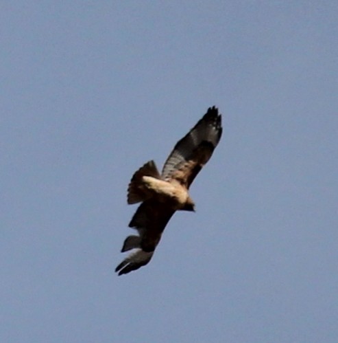Red-tailed Hawk - I'm Birding Right Now (Teresa & Miles Tuffli)