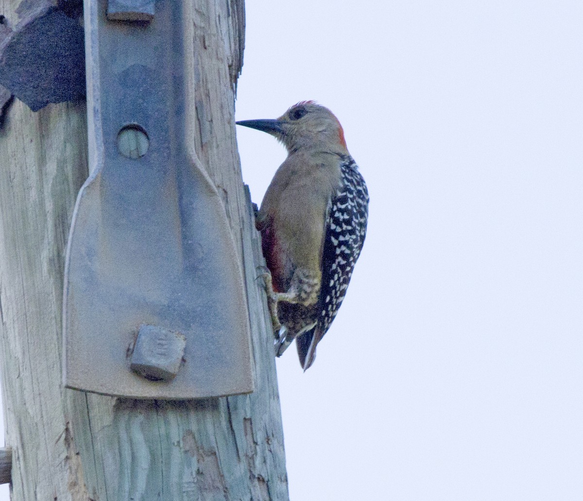 Red-crowned Woodpecker - Penelope Bauer