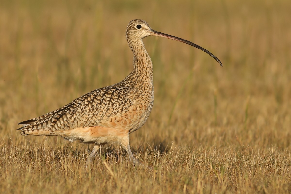 Long-billed Curlew - Graham Montgomery