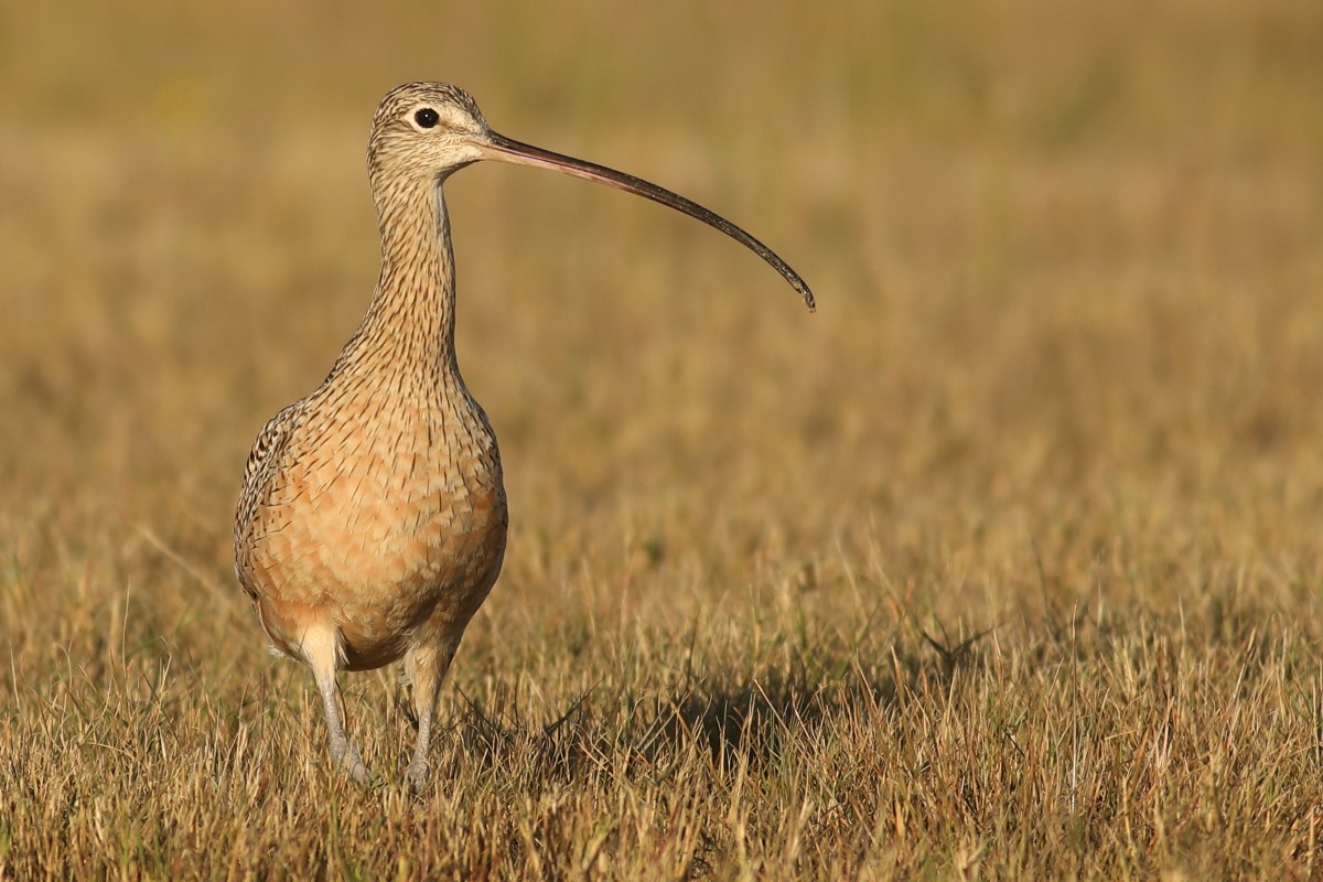 Long-billed Curlew - ML76922931