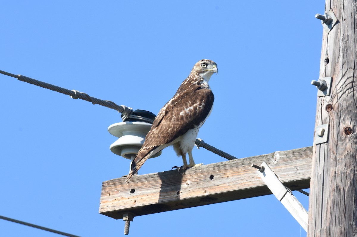 Red-tailed Hawk - ML76924471