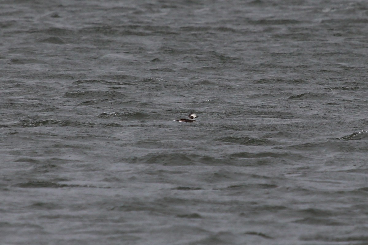 Long-tailed Duck - ML76928551