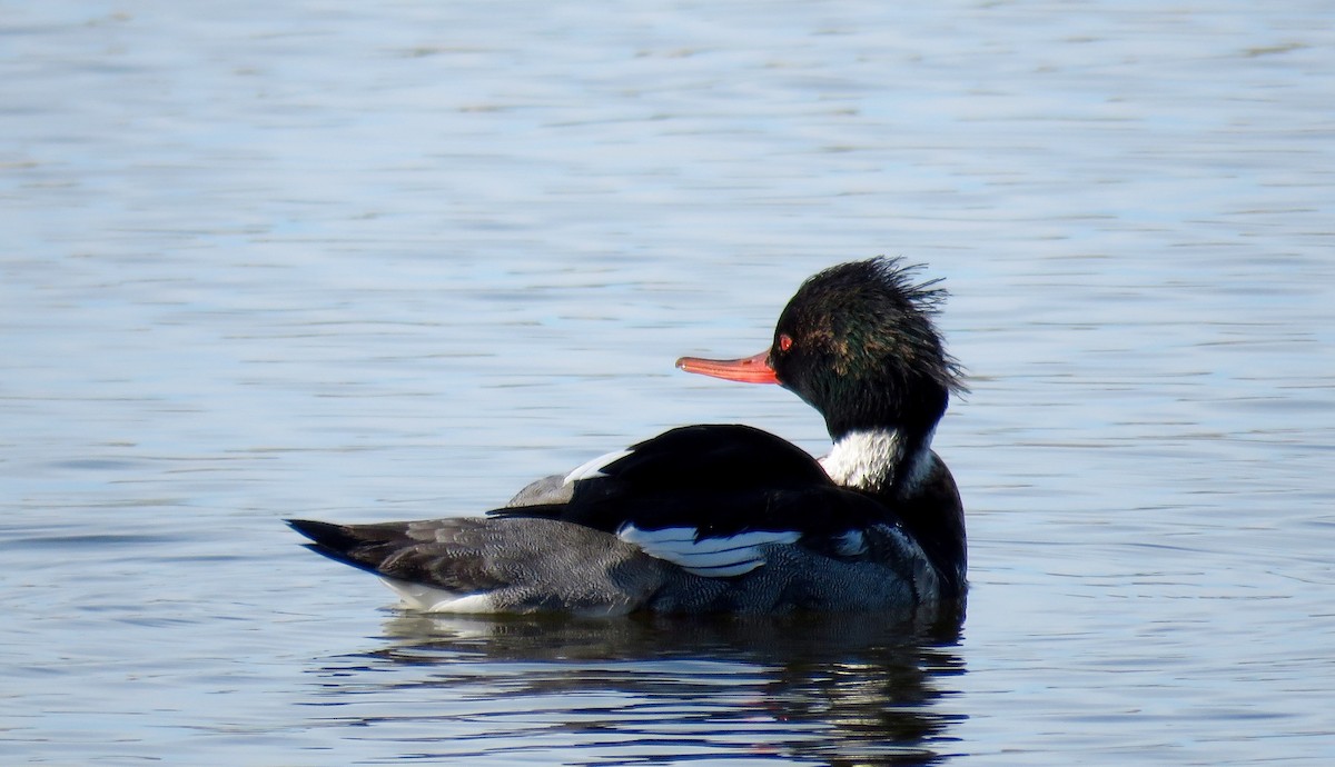 Red-breasted Merganser - Petra Clayton