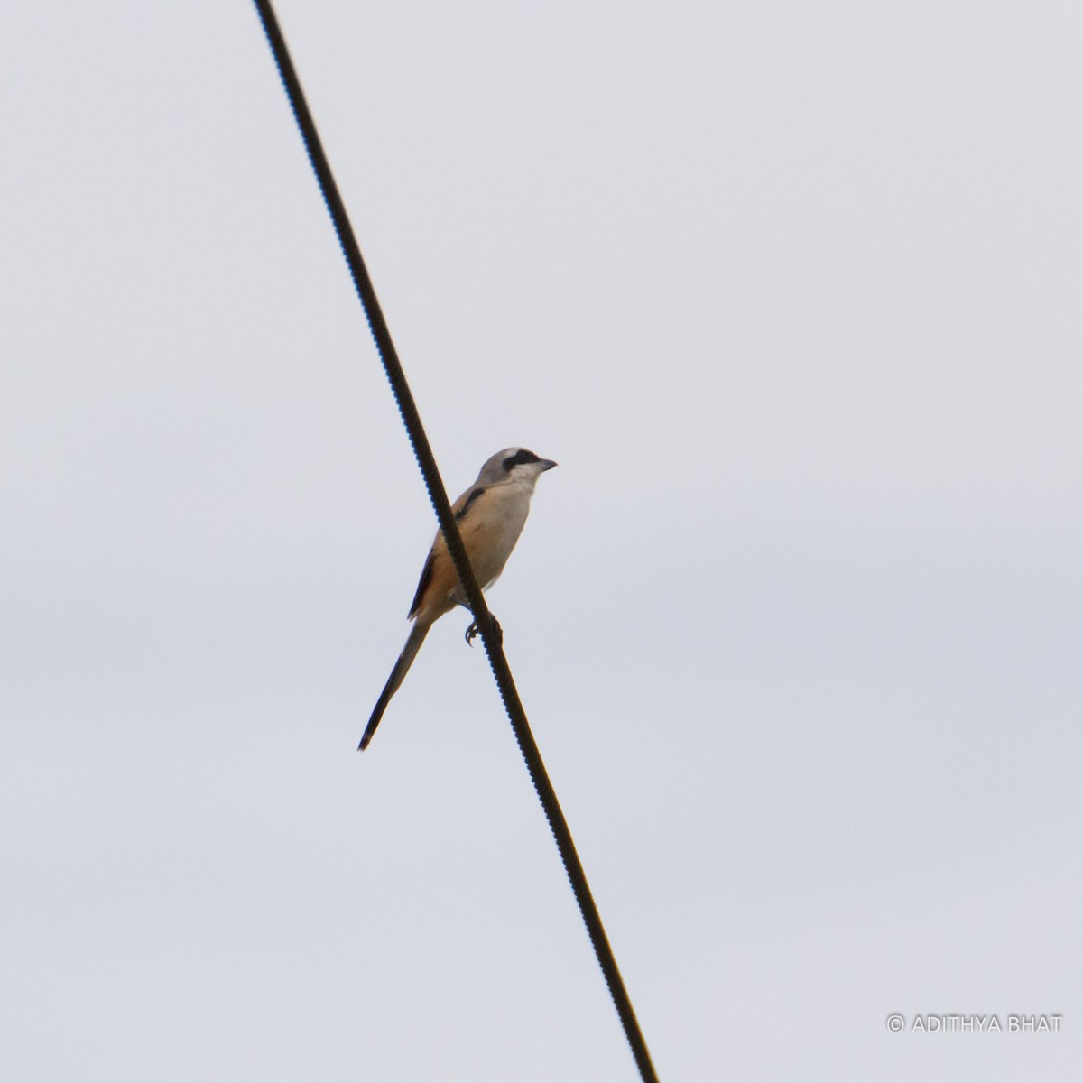 Long-tailed Shrike - ML76932551