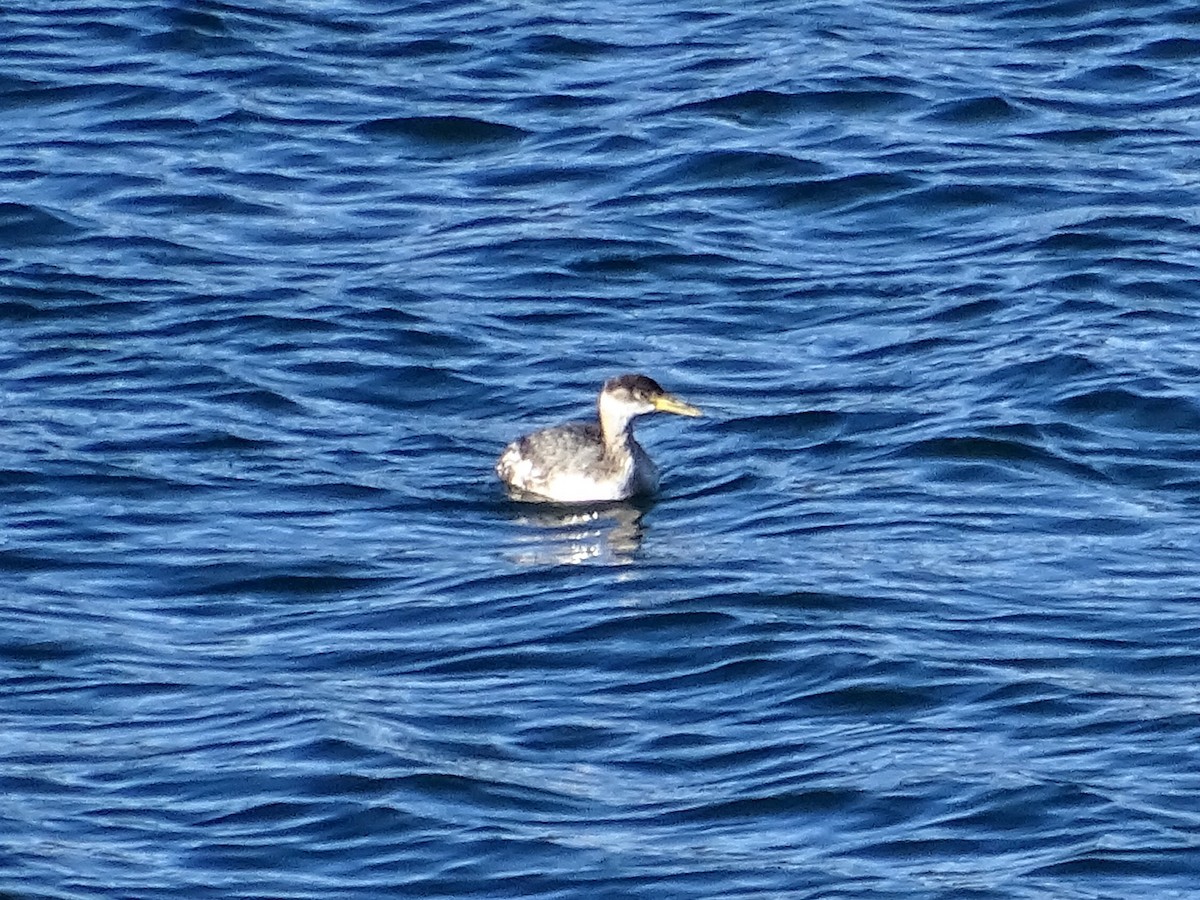 Red-necked Grebe - ML76933061