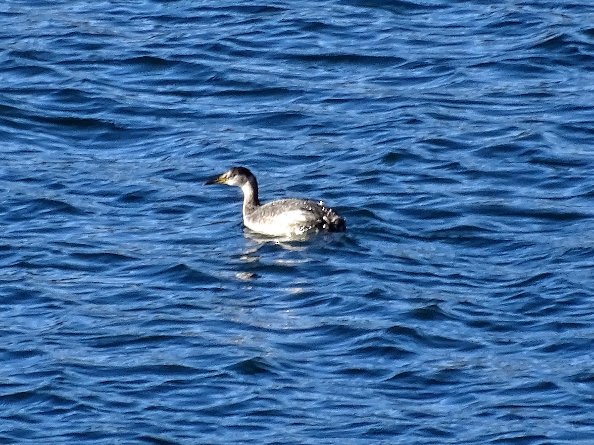 Red-necked Grebe - ML76933071