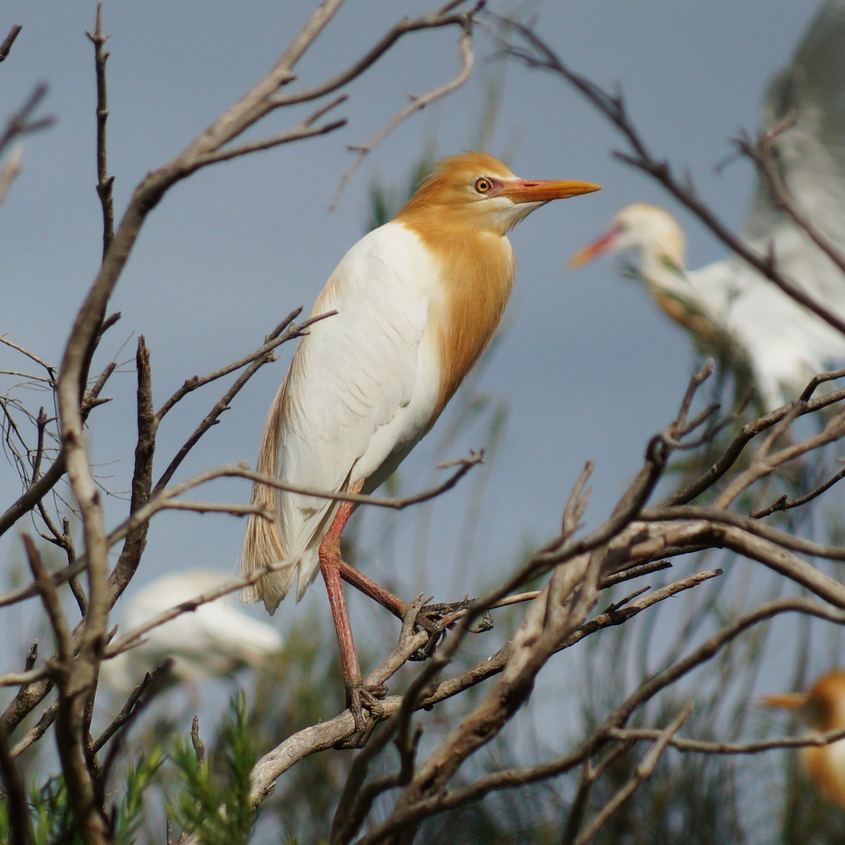 Eastern Cattle Egret - Sara Young