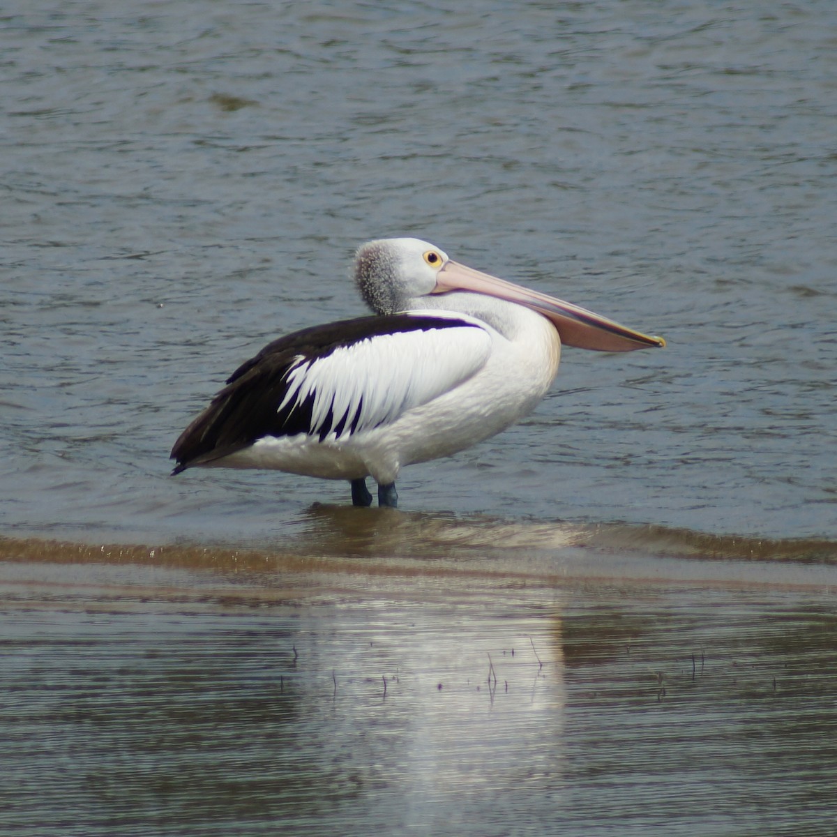 pelikán australský - ML76934561