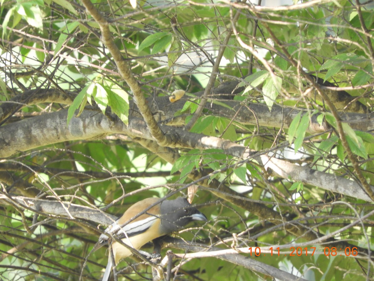 Rufous Treepie - Sridhara B A
