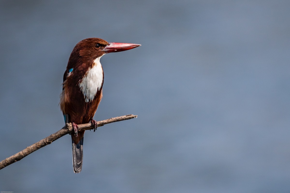 White-throated Kingfisher - Indranil Bhattacharjee