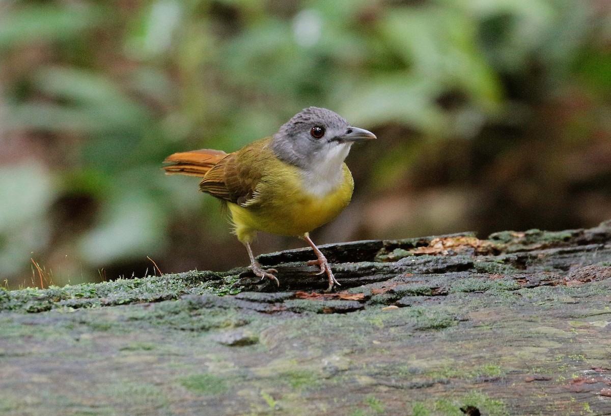 Yellow-bellied Bulbul - Neoh Hor Kee