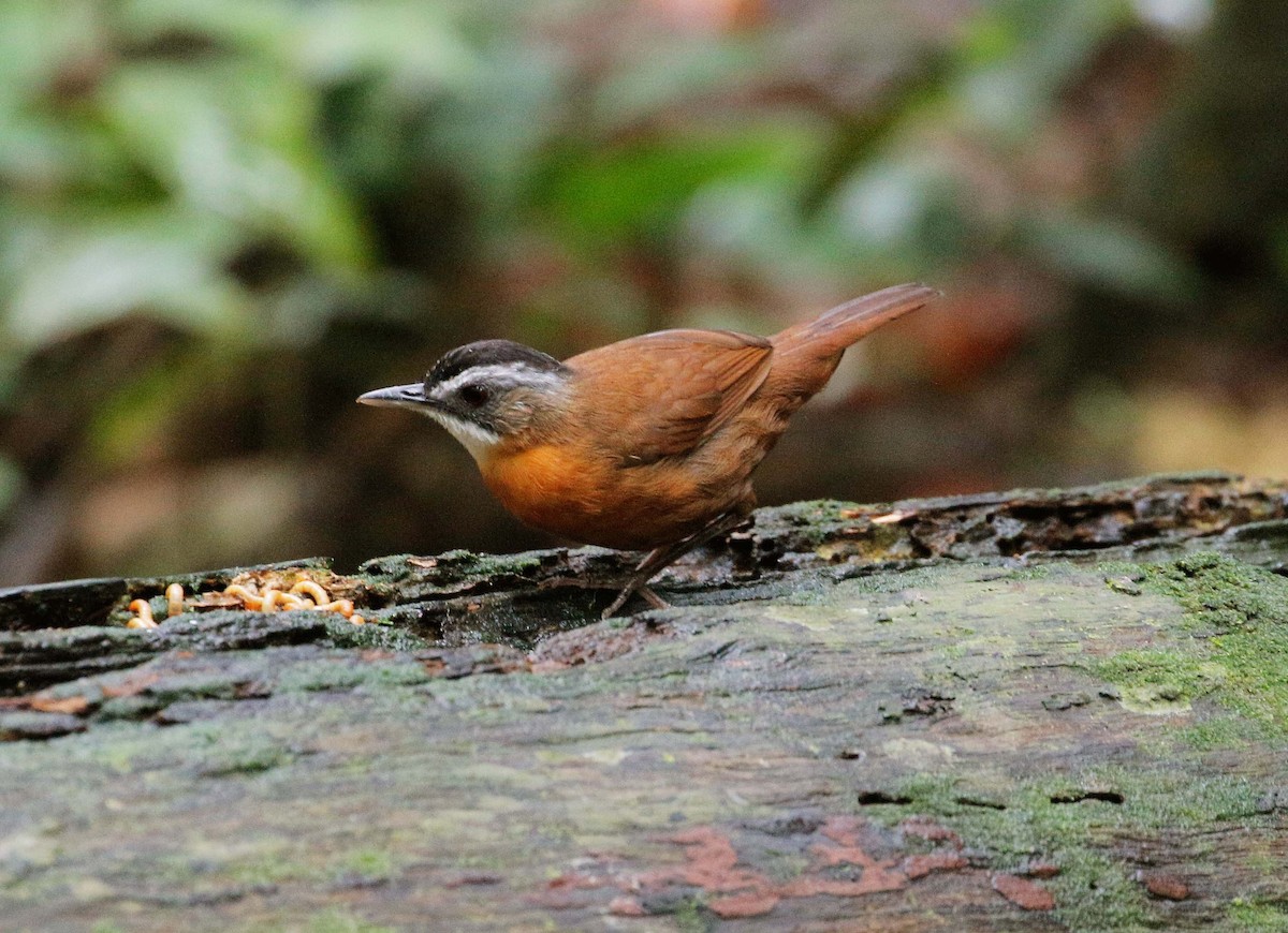 Malayan Black-capped Babbler - Neoh Hor Kee