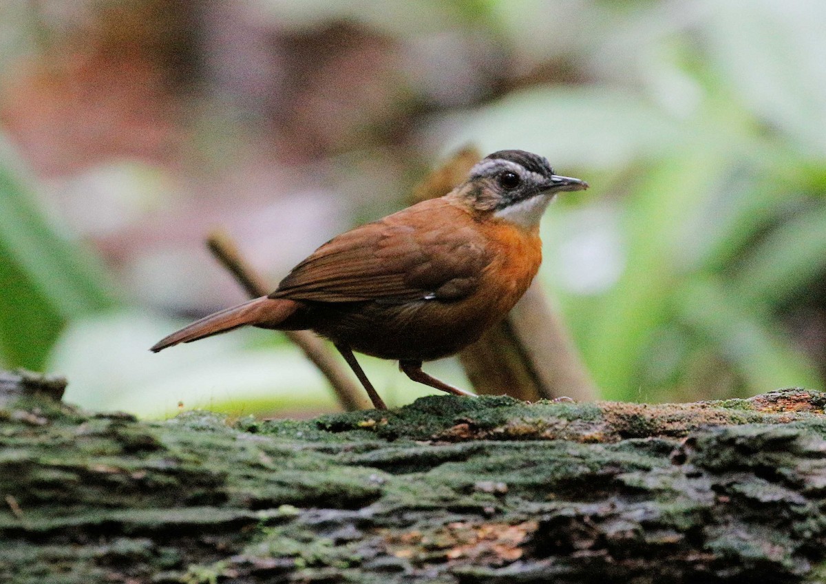 Malayan Black-capped Babbler - Neoh Hor Kee