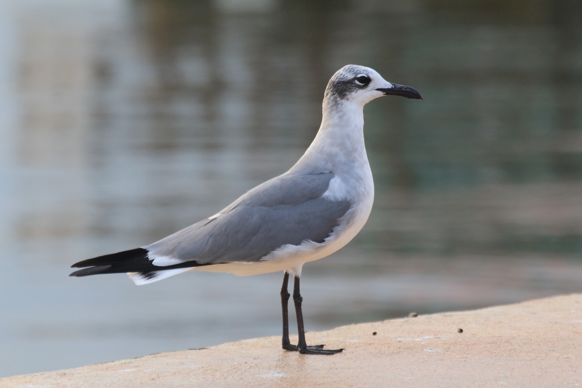 Laughing Gull - Francis Canto Jr
