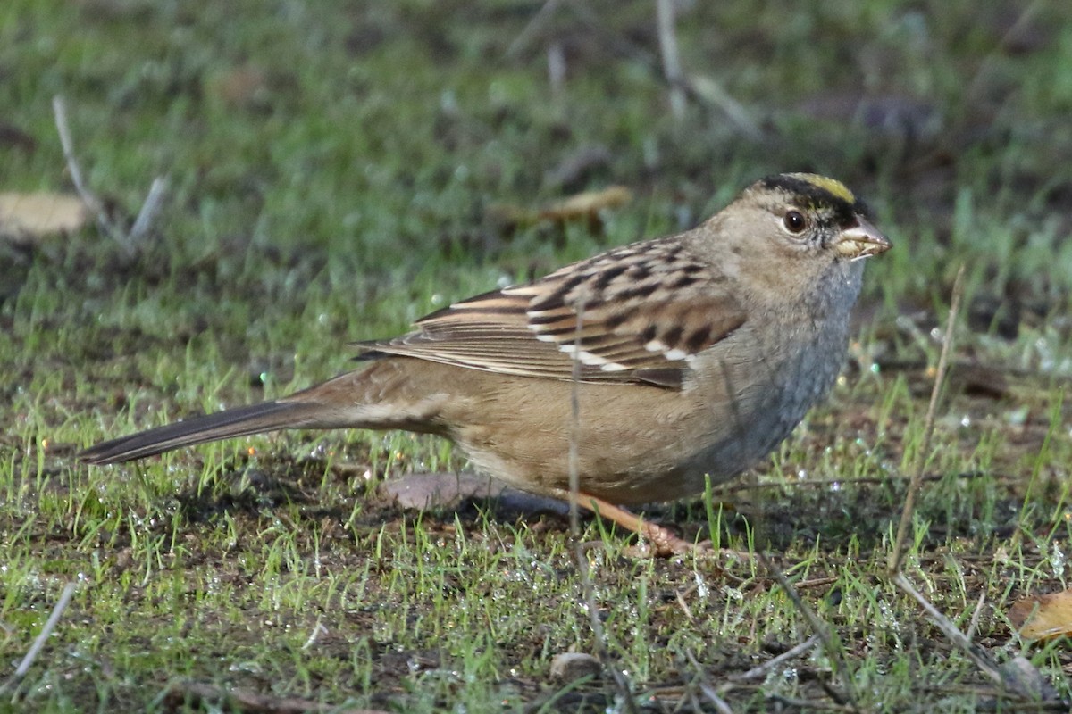 Golden-crowned Sparrow - David Yeamans