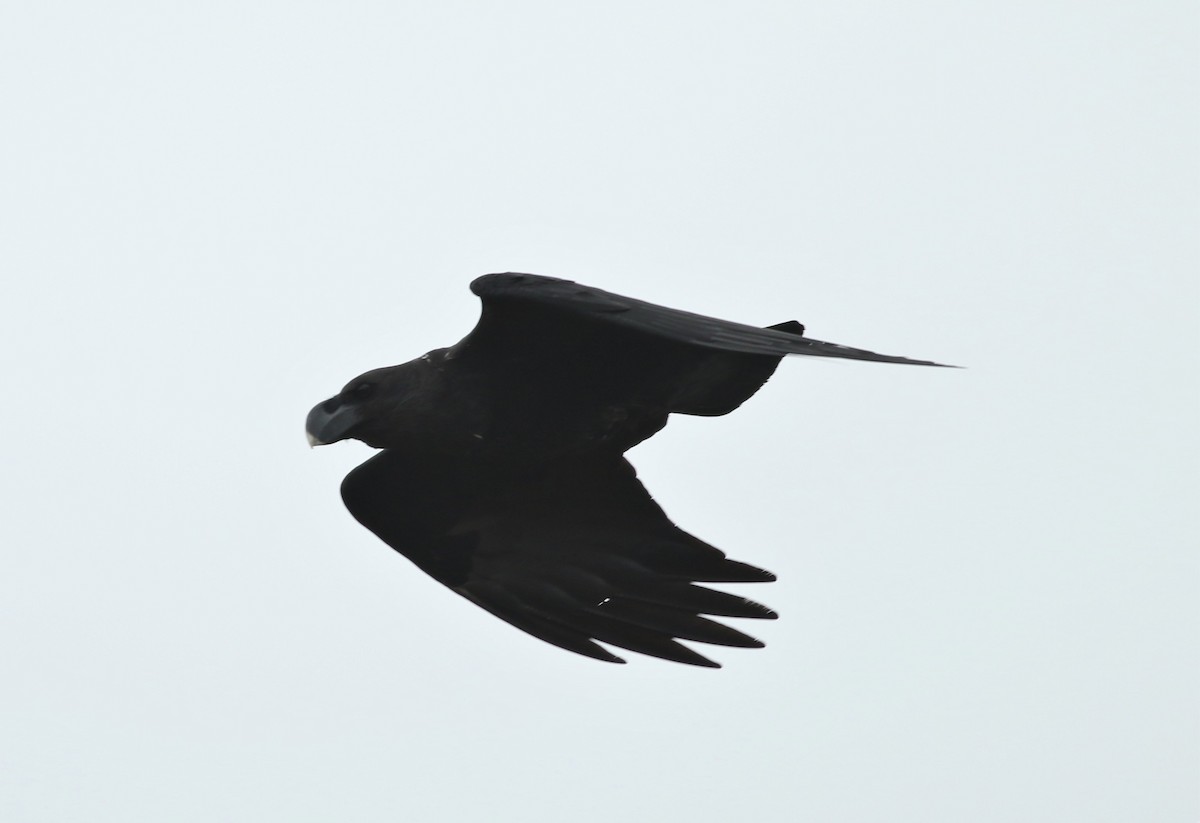 White-necked Raven - Alexandre Hespanhol Leitão