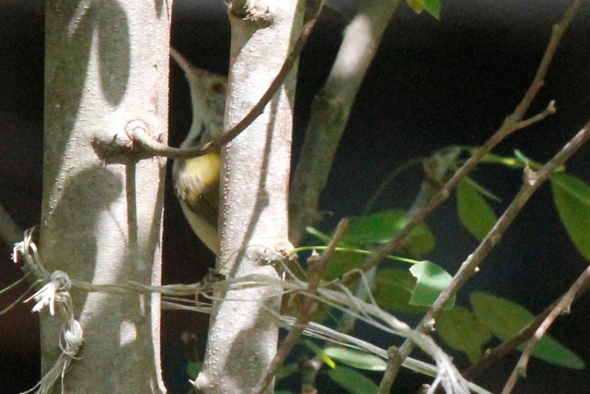 Common Tailorbird - Doug Kibbe