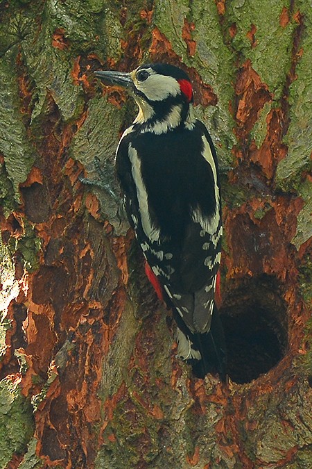 Great Spotted Woodpecker - Guido Bennen
