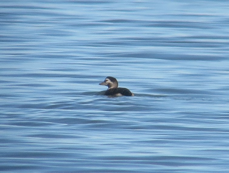 Long-tailed Duck - Kathy Mihm Dunning