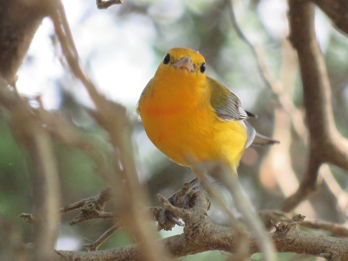 Prothonotary Warbler - Peter-Paul Schets
