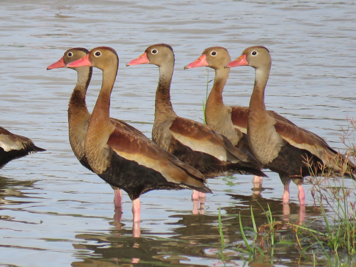 Black-bellied Whistling-Duck - Peter-Paul Schets
