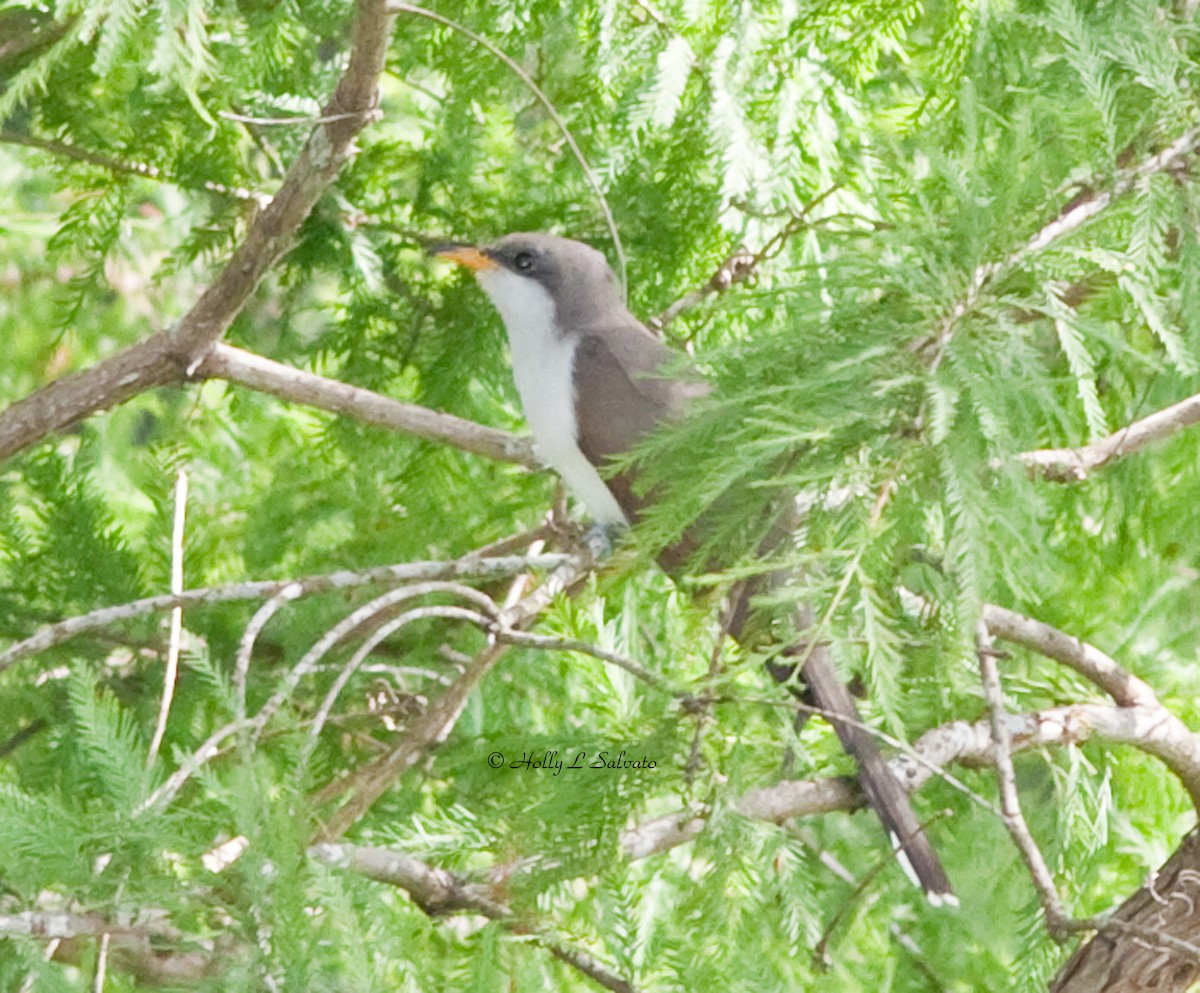 Yellow-billed Cuckoo - Mark and Holly Salvato